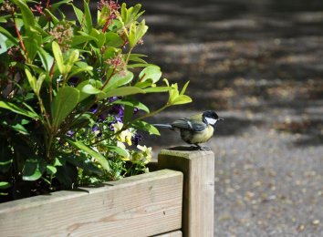 2015-05-lente-rond-Selwerderhof-82