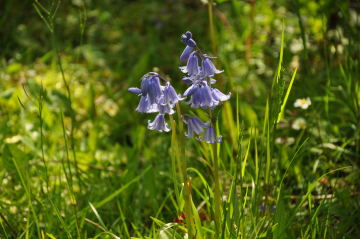 2015-05-lente-rond-Selwerderhof-83