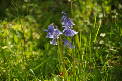 2015-05-lente-rond-Selwerderhof-83