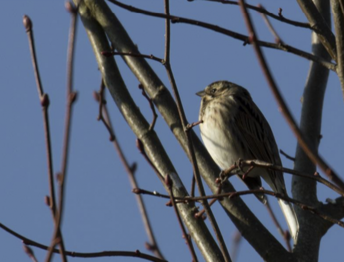 Uitnodiging: Natuurexcursie Selwerderhof
